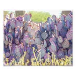 Paarse Prickly Pears | Fotoafdrukken Foto Afdruk