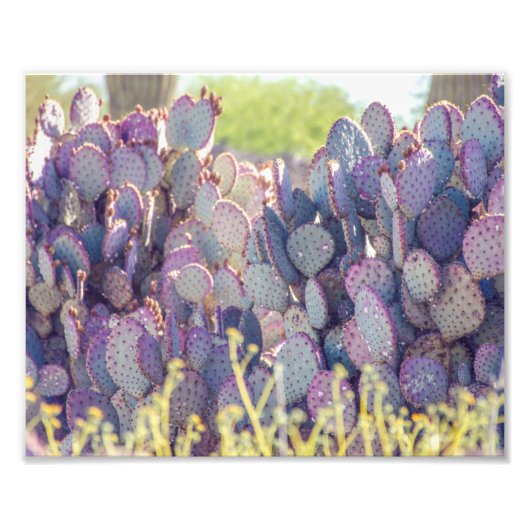 Paarse Prickly Pears | Fotoafdrukken Foto Afdruk (Voorkant)