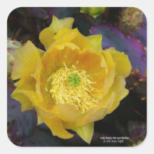 Paarse prikmoes, geelbloemen