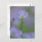 Paarse primrose briefkaart (Voorkant / Achterkant)