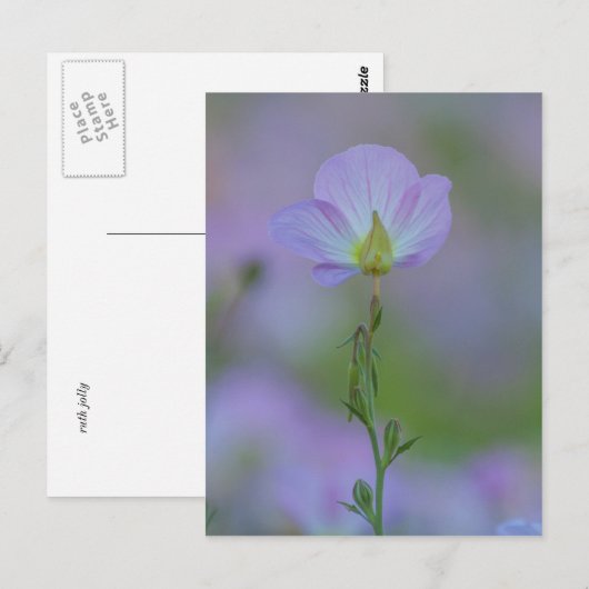 Paarse primrose briefkaart (Voorkant / Achterkant)