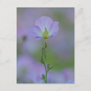 Paarse primrose briefkaart
