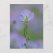 Paarse primrose briefkaart (Voorkant)