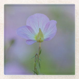 Paarse primrose glazen onderzetter