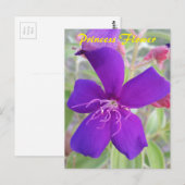 Paarse Princess Flower - slak mail briefkaart (Voorkant / Achterkant)