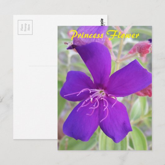 Paarse Princess Flower - slak mail briefkaart (Voorkant / Achterkant)
