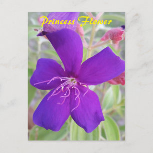 Paarse Princess Flower - slak mail briefkaart