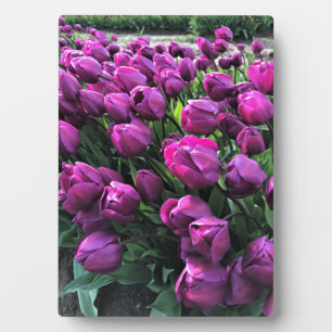 Paarse Prins Tulips Fotoplaat