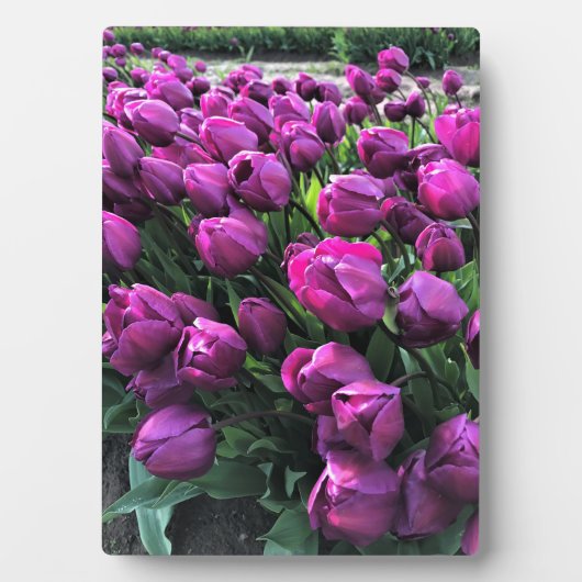 Paarse Prins Tulips Fotoplaat (voorkant)