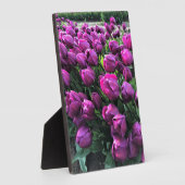 Paarse Prins Tulips Fotoplaat (Zijkant)
