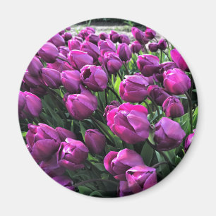 Paarse Prins Tulips Magneet
