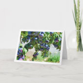 Paarse Pruimen Hanging from Tree Kaart (Voorkant)