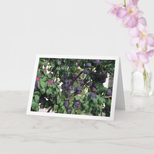 Paarse pruimen op boom kaart (Orchidee)