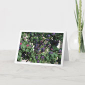 Paarse pruimen op boom kaart (Voorkant)