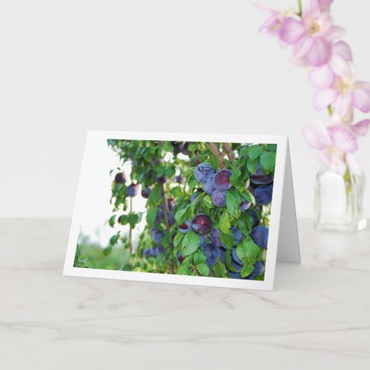 Paarse pruimen op boom kaart (Orchidee)