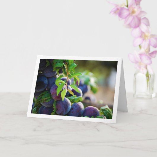 Paarse pruimen op boom kaart (Orchidee)