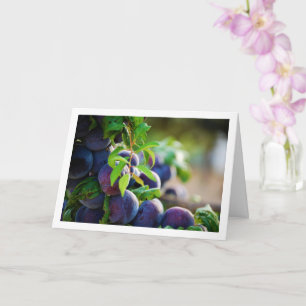 Paarse pruimen op boom kaart