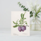 Paarse pruimen (Prunus Domestica) Briefkaart (Staand voorkant)