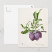 Paarse pruimen (Prunus Domestica) Briefkaart (Voorkant / Achterkant)