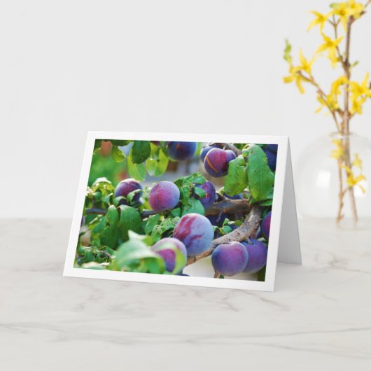 Paarse pruimenboomportret kaart (Gele Bloem)