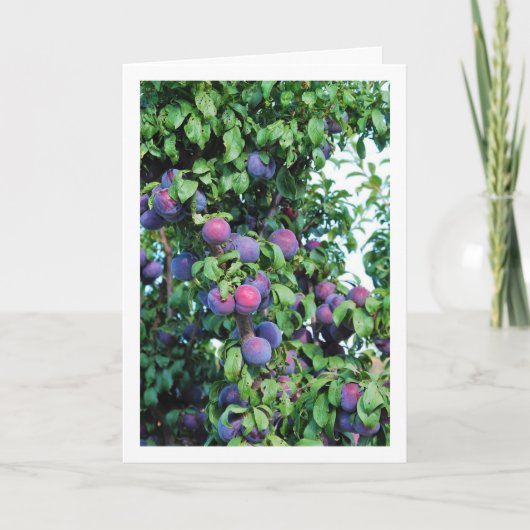 Paarse pruimenboomportret kaart (Voorkant)