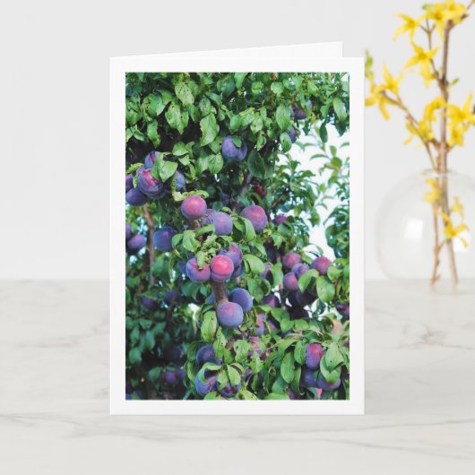 Paarse pruimenboomportret kaart (Gele Bloem)