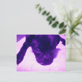 Paarse Pug Briefkaart (Staand voorkant)