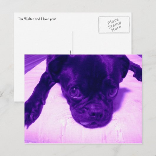 Paarse Pug Briefkaart (Voorkant / Achterkant)