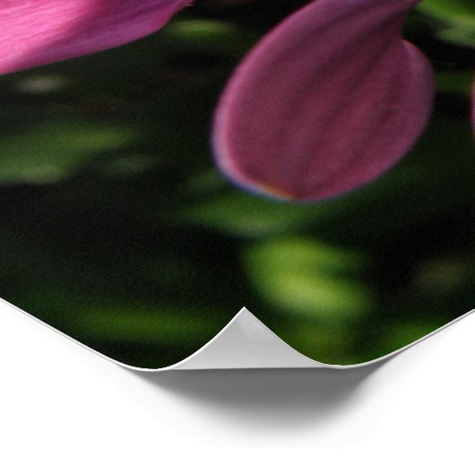 Paarse Rain Daisy Print (Hoek)