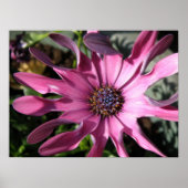 Paarse Rain Daisy Print (Voorkant)