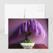 Paarse Regen Wisteria Bonsai, Postcrossing