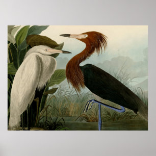 Paarse Reiger Audubon Vogel Wilde leven Schilderij Poster