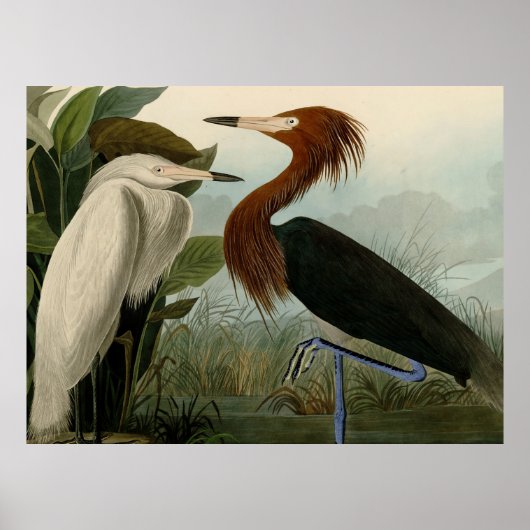 Paarse Reiger Audubon Vogel Wilde leven Schilderij Poster (Voorkant)