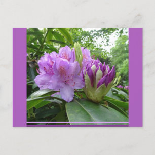 Paarse Rhododendron Flowers & Buds DIY Briefkaart