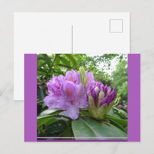 Paarse Rhododendron Flowers & Buds DIY Briefkaart (Voorkant / Achterkant)