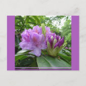 Paarse Rhododendron Flowers & Buds DIY Briefkaart (Voorkant)