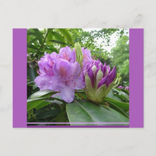 Paarse Rhododendron Flowers & Buds DIY Briefkaart (Voorkant)