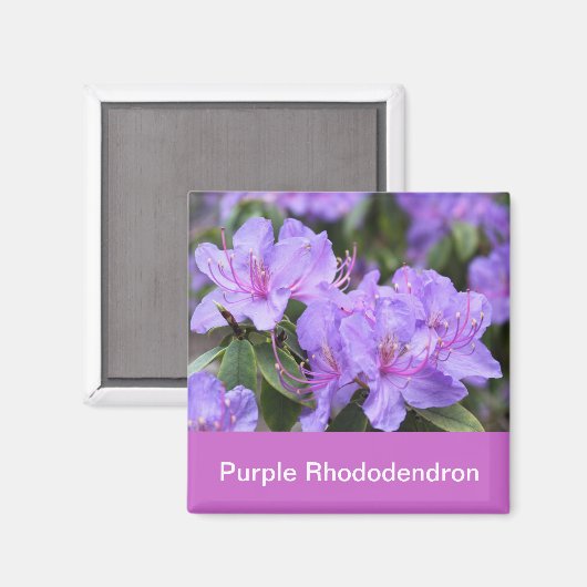 paarse rhododendron magneet (Voorkant / Achterkant)