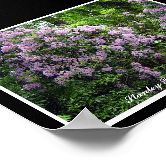 Paarse Rhododendrons Poster (Hoek)