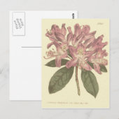 Paarse Rododendron Illustratie Briefkaart (Voorkant / Achterkant)