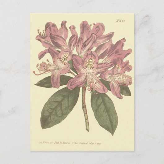 Paarse Rododendron Illustratie Briefkaart (Voorkant)