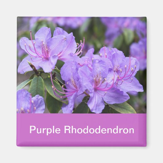 paarse rododendron magneet (Voorkant)