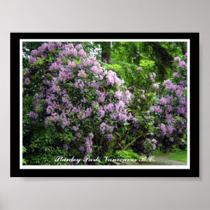 Paarse Rododendrons Poster
