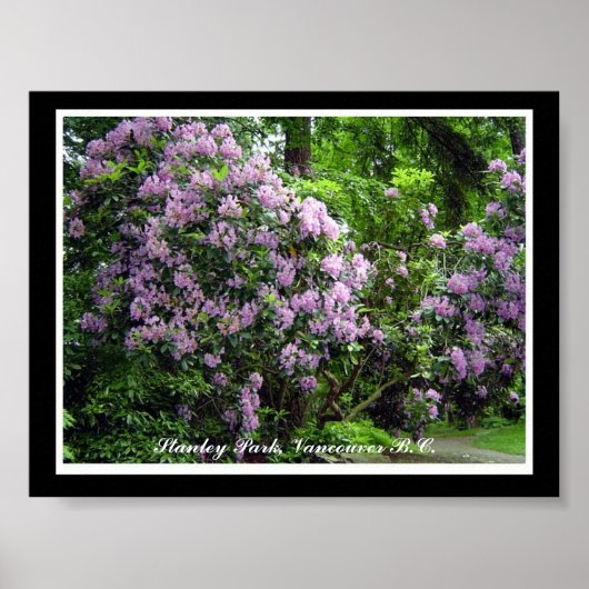 Paarse Rododendrons Poster (Voorkant)