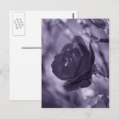 Paarse Roos Briefkaart (Voorkant / Achterkant)
