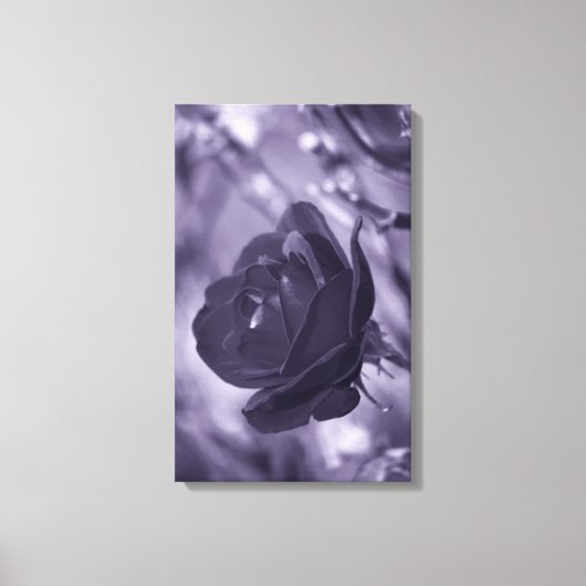 Paarse Roos Ingepakt Canvasprint Canvas Afdruk (Voorkant)