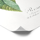 Paarse Roos Rosa Gallica Pierre Joseph Redoute Poster (Hoek)