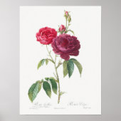 Paarse Roos Rosa Gallica Pierre Joseph Redoute Poster (Voorkant)