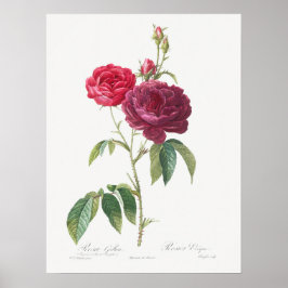 Paarse Roos Rosa Gallica Pierre Joseph Redoute Poster