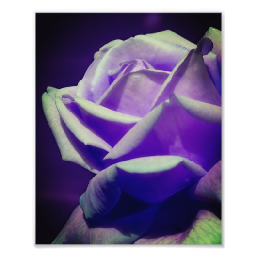 Paarse Rosebud 8x10 Foto Afdruk (Voorkant)